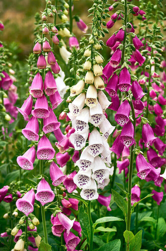 Foxglove Excelsior Hybrids OSC Seed