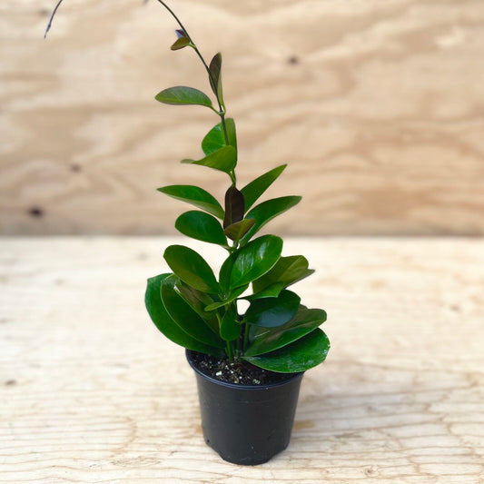 Hoya Australis 4" Pot