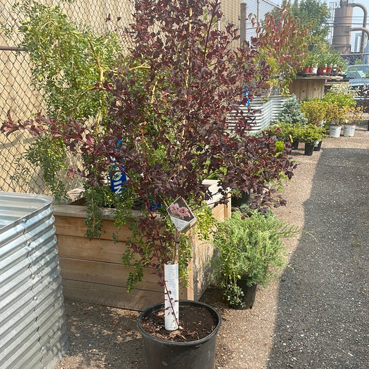 Ninebark Summer Wine Tree form 5G