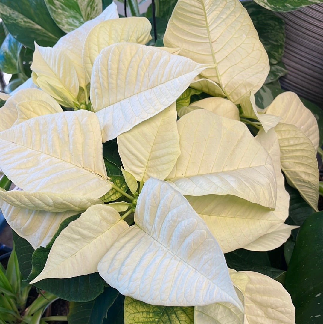 Ivory Poinsettia