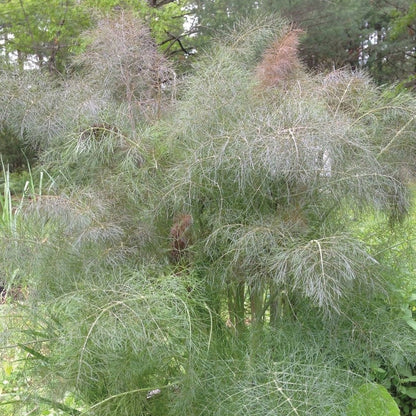 Fennel Smokey Bronze