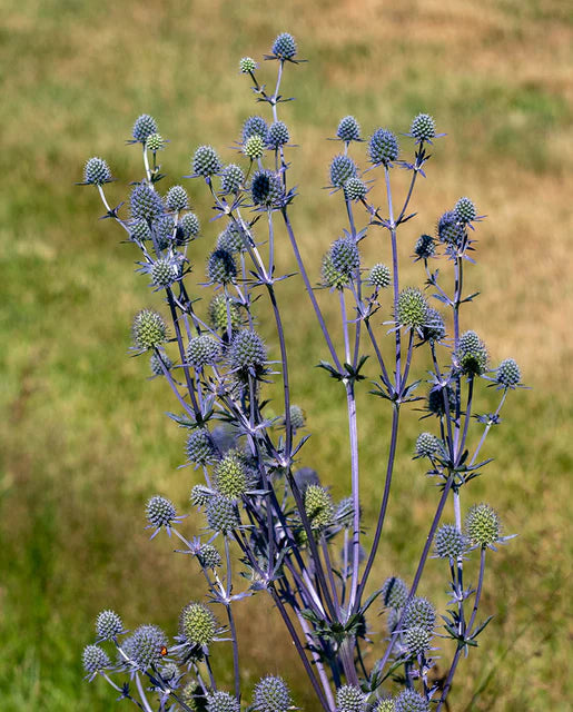 Sea Holly WCS Seeds