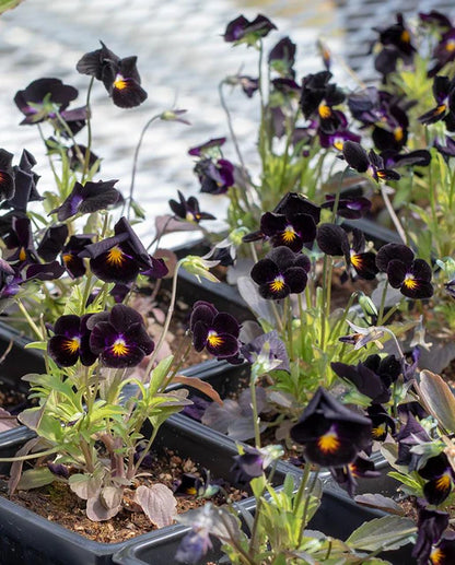 Violas Back to Black WCS Seeds