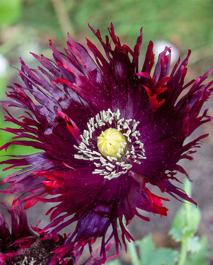 Poppy Black Swan WCS Seeds