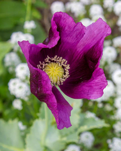 Poppy Hungarian Blue WCS Seeds