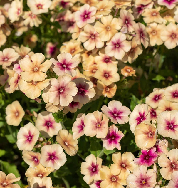 Phlox Annual Cherry Caramel