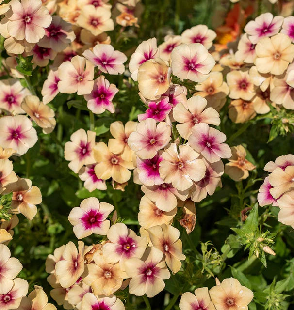 Phlox Annual Cherry Caramel