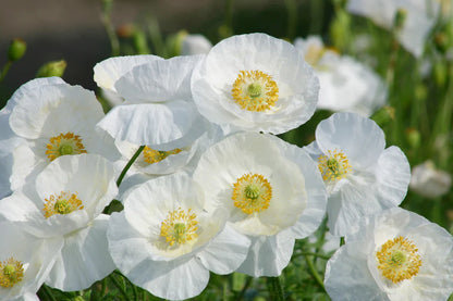 Poppy Bridal Silk WCS Seeds