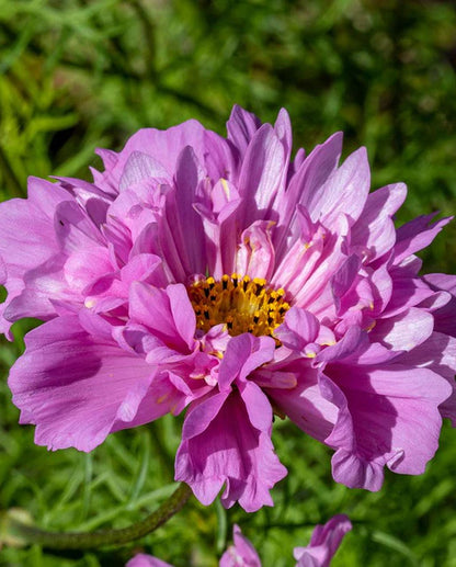 Cosmos Double Click Rose Bon Bon WCS Seeds