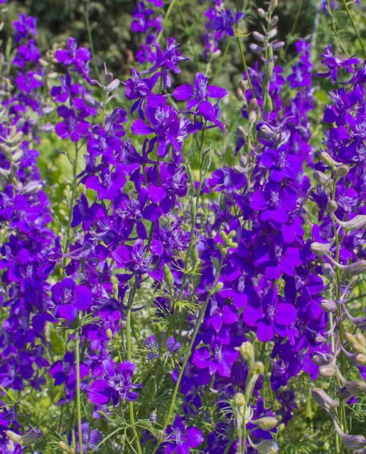 Delphinium Rocket Larkspur WCS Seeds