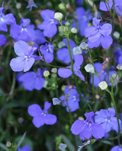 Lobelia Midnight Blue WCS Seeds