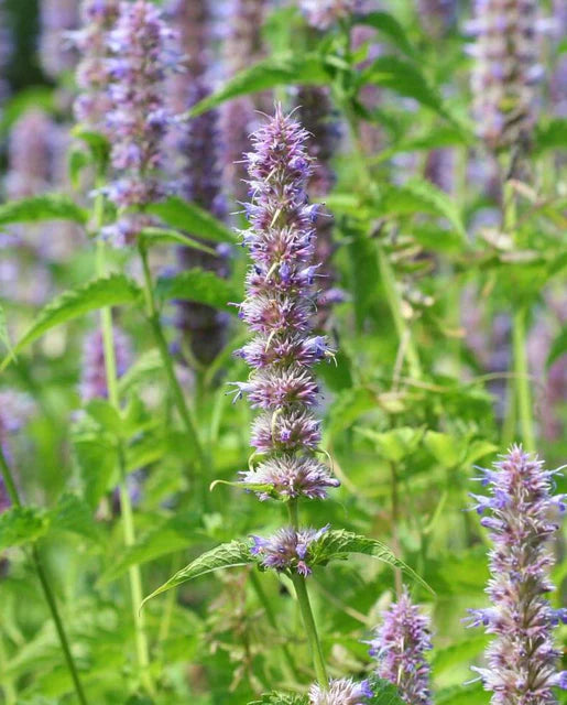 Agastache Licorice Mint WCS Seeds