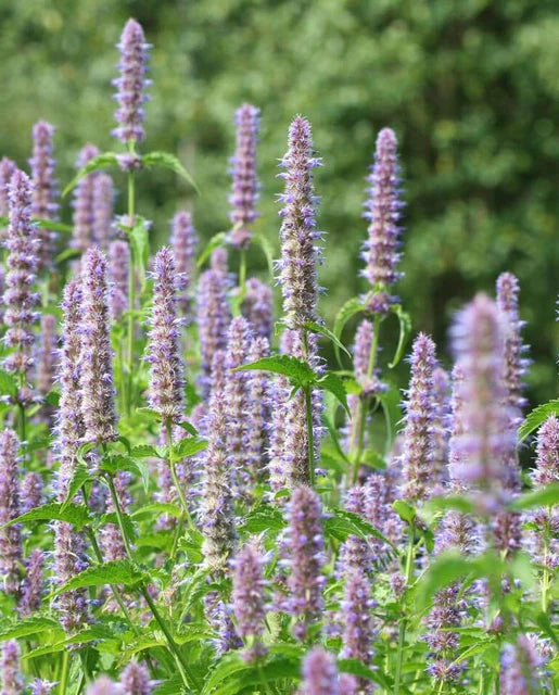 Agastache Licorice Mint WCS Seeds