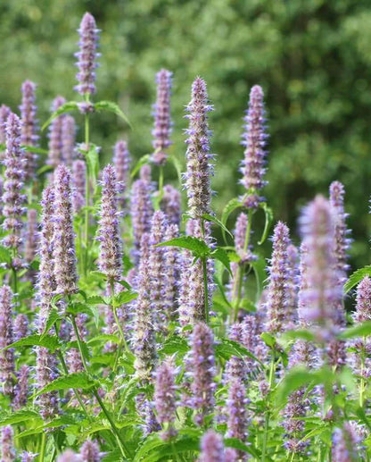 Agastache Licorice Mint WCS Seeds