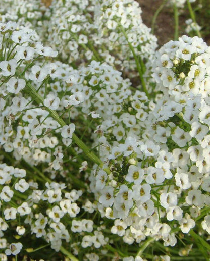 Alyssum Snow Cloth WCS Seeds