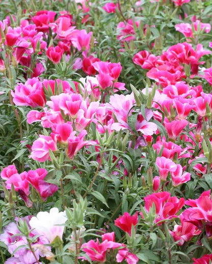 Clarkia Godetia Farewell to Spring WCS Seeds