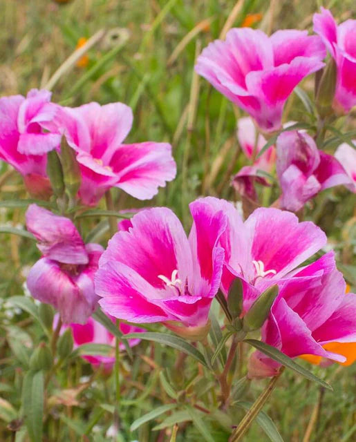 Clarkia Godetia Farewell to Spring WCS Seeds