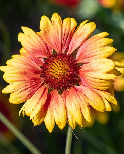 Gallardia Blanket Flower WCS Seeds