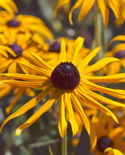 Rudbeckia Black Eyed Susan WCS Seeds