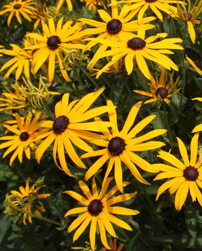 Rudbeckia Black Eyed Susan WCS Seeds