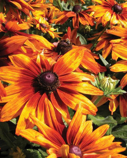 Rudbeckia Cappuccino WCS Seeds