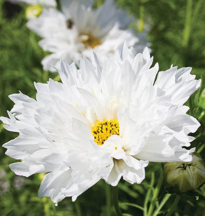 Cosmos Double Click Snow Puff WCS Seeds