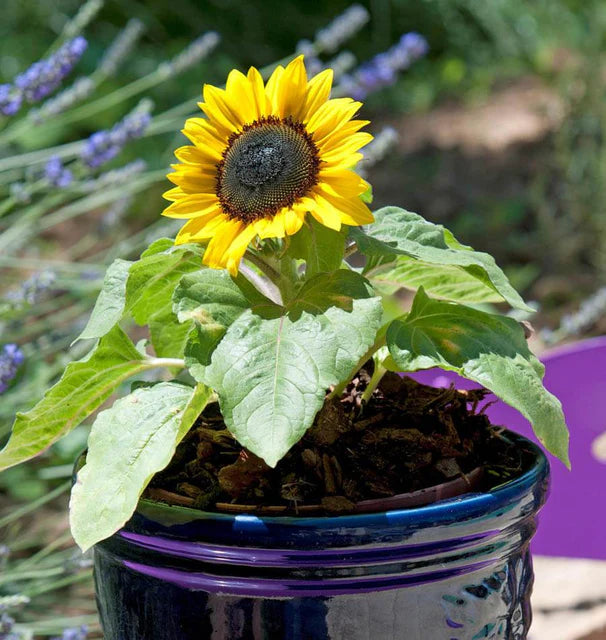 Sunflowers Suntastic WCS Seeds