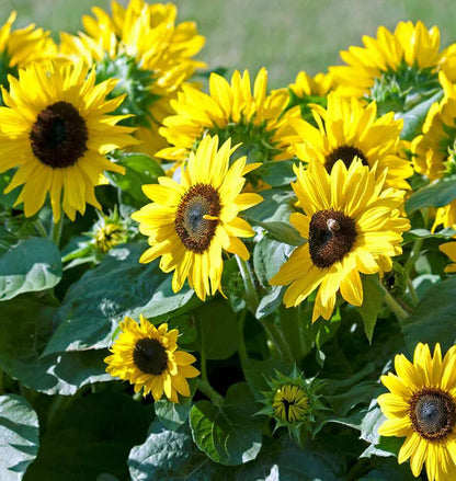 Sunflowers Suntastic WCS Seeds