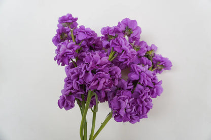 Stock Katz Lavender Blue WCS Seeds