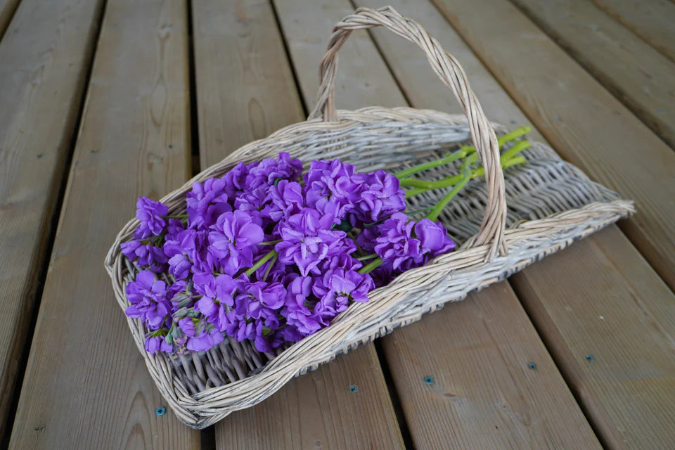 Stock Katz Lavender Blue WCS Seeds