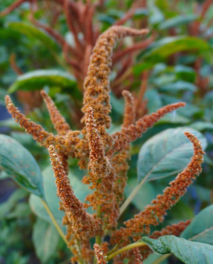 Amaranth Hot Biscuits WCS Seeds