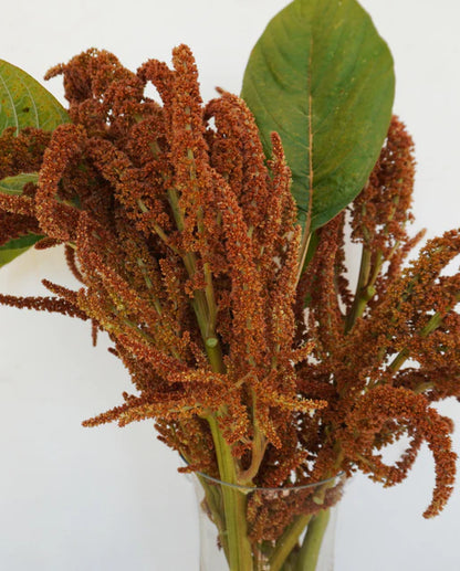 Amaranth Hot Biscuits WCS Seeds