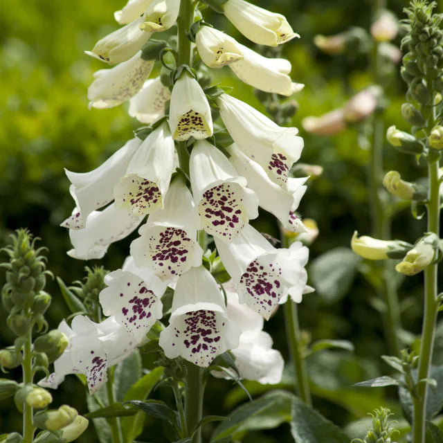 Foxglove  Dalmation White WCS Seeds