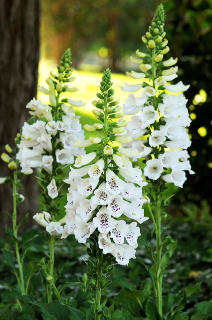 Foxglove  Dalmation White WCS Seeds