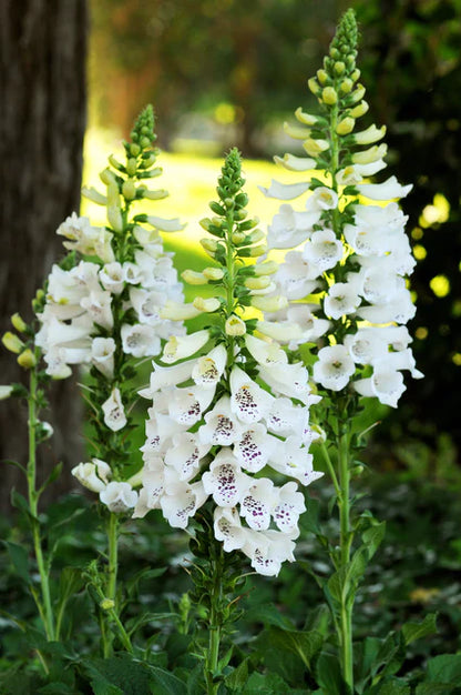 Foxglove  Dalmation White WCS Seeds