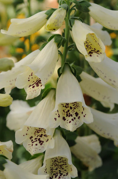 Foxglove  Dalmation White WCS Seeds
