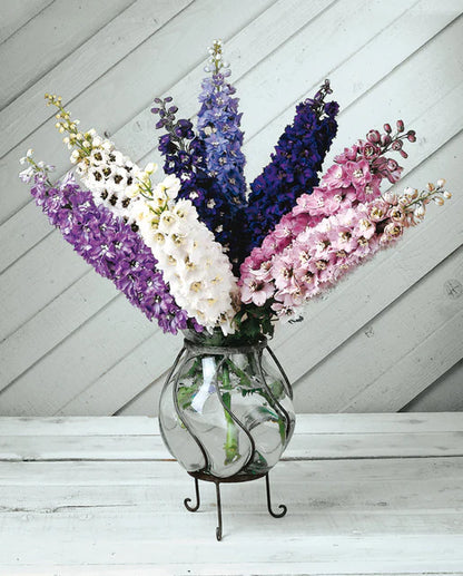 Delphinium Magic Fountains WCS Seeds