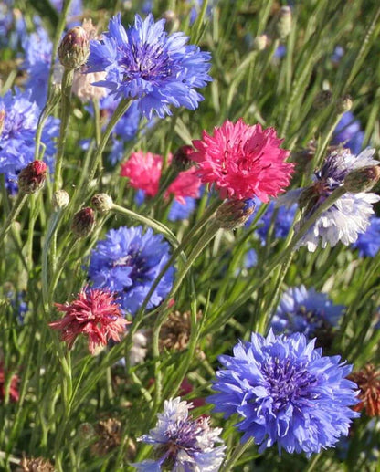 Cornflower Tall Mixed WCS Seeds