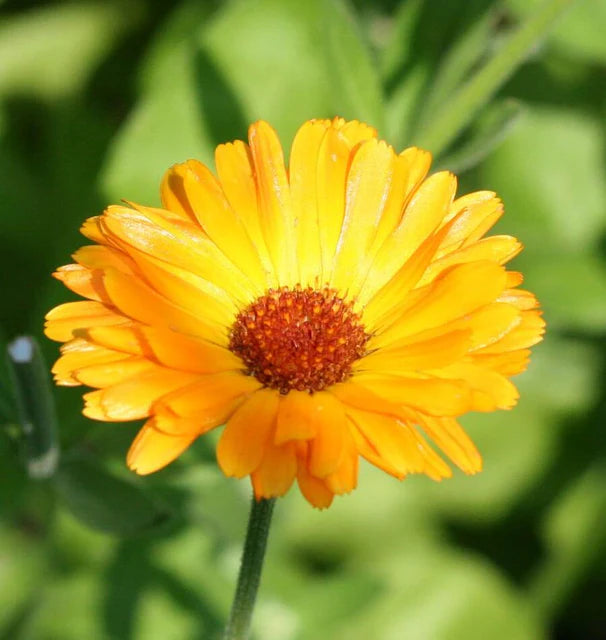 Calendula Single Orange WCS Seeds