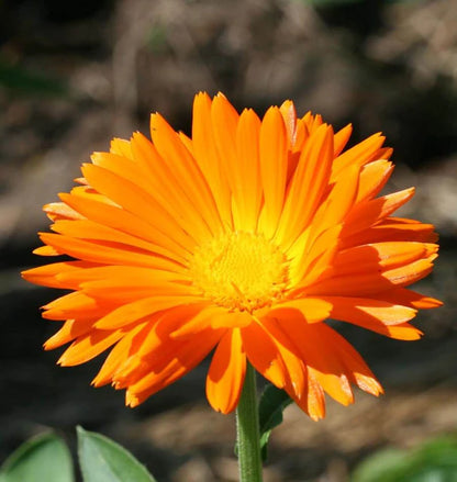 Calendula Single Orange WCS Seeds