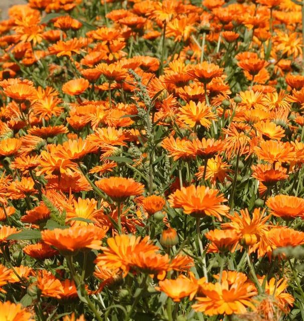 Calendula Single Orange WCS Seeds