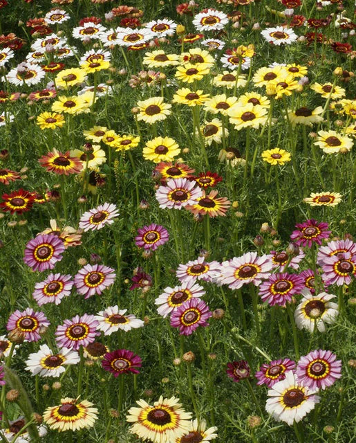 Daisy Chrysanthemum Painted Daisies WCS Seeds