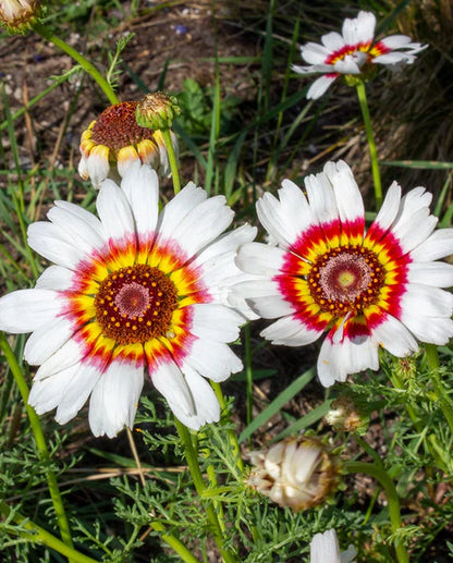 Daisy Chrysanthemum Painted Daisies WCS Seeds