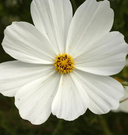 Cosmos Purity WCS Seeds