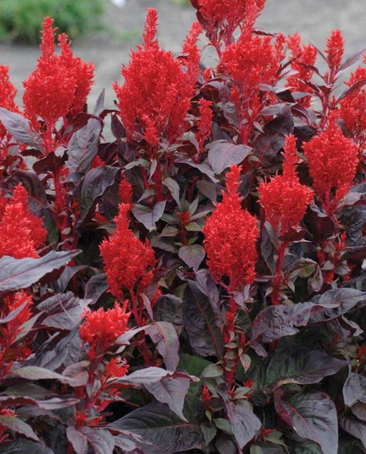 Celosia China Town WCS Seeds