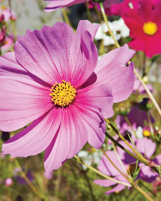 Cosmos Sensation Mix WCS Seeds