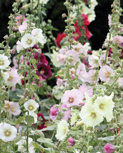 Hollyhocks Indian Spring WCS Seeds