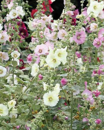 Hollyhocks Indian Spring WCS Seeds