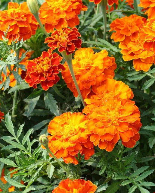 Marigolds Brocade WCS Seeds