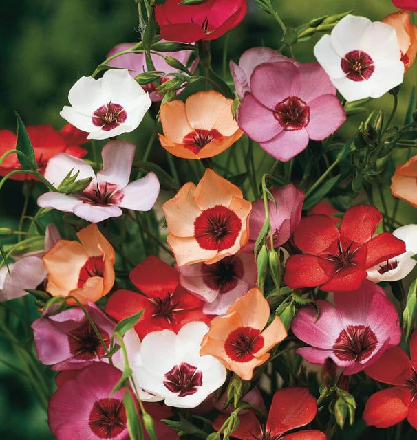 Flax Charmer Extra Mix WCS Seeds